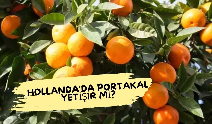 Hollandada portakal yetisir mi